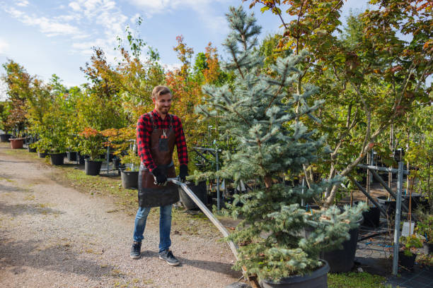 Best Tree Removal Near Me  in O, MI